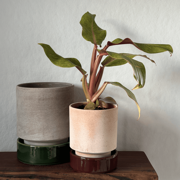 Hoff Planters: Warm and Cool Colorways - Wms&Co.